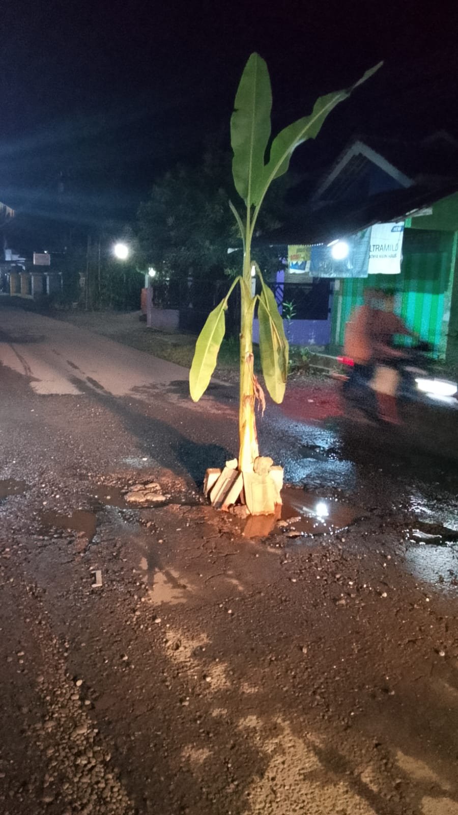 Jalan Panican–Bajong Disulap Jadi Kebun Pisang: Warga Sindir Pemerintah, “Alus Dalane Kepenak Ngodene”