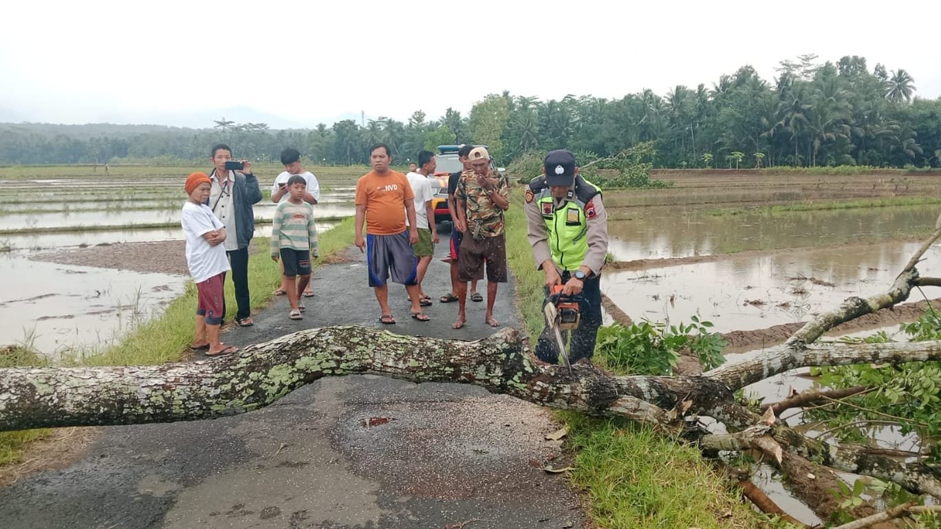 Akibat Hujan Angin, Pohon Tumbang Tiga Rumah Warga  Alami Kerusakan