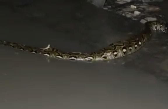 Pemalang Kota Sering Hujan Deras Hingga Terjadi Banjir Sebabkan Keluarnya Ular Sanca Ukuran Besar