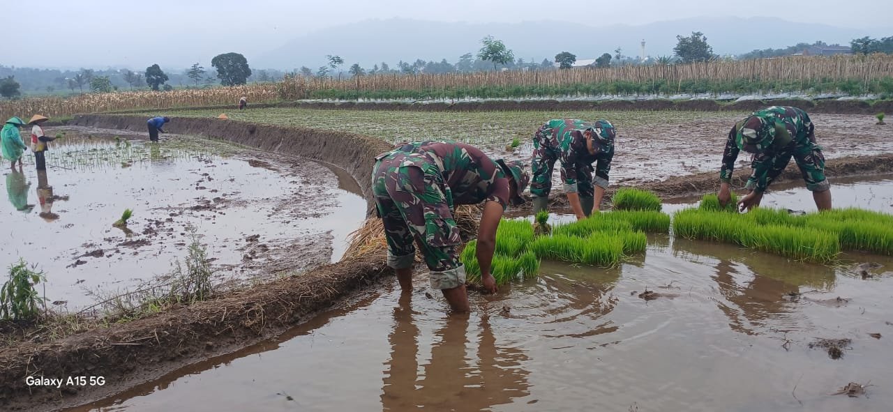 Tanam Padi di Tehnopark Randudongkal, Koramil 08/Randudongkal Perkuat Ketahanan Pangan