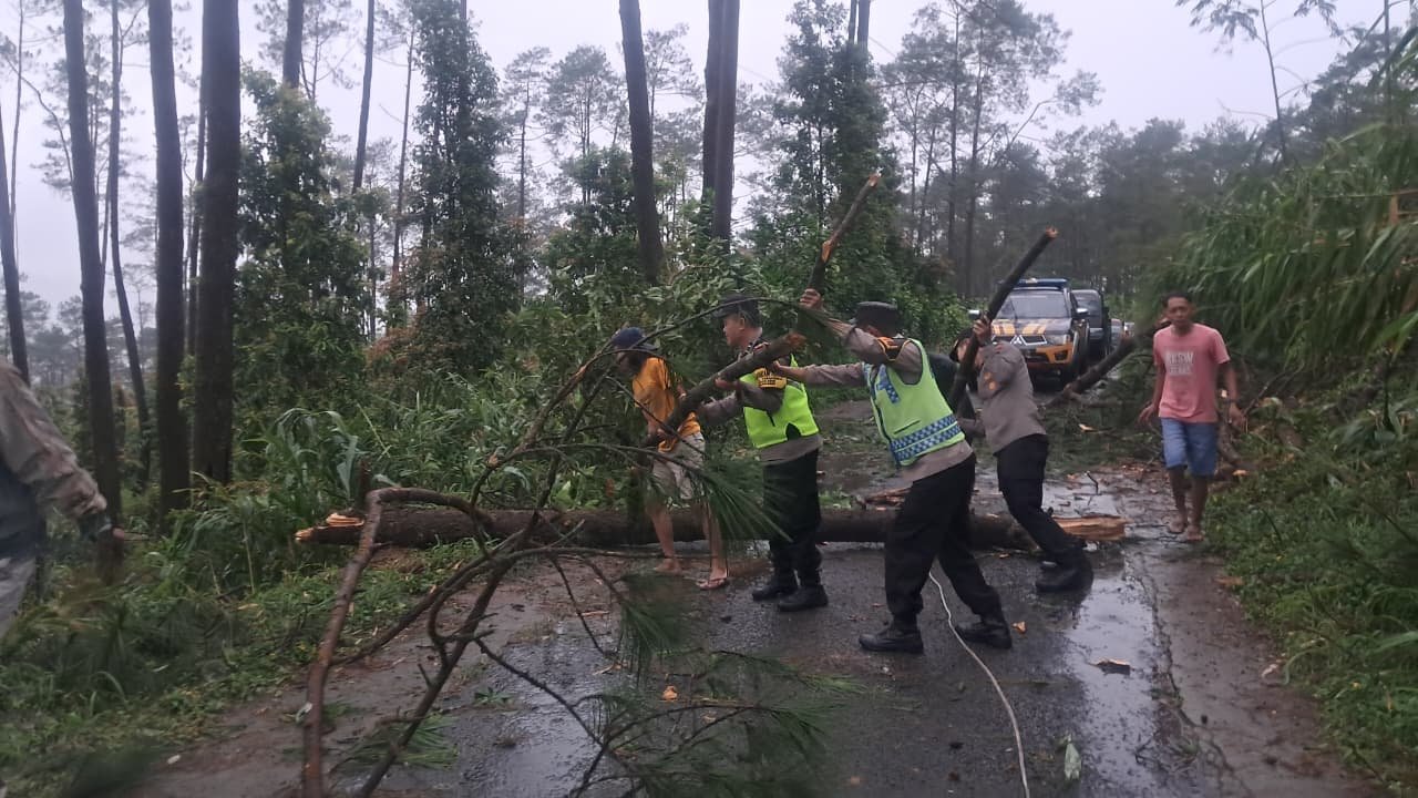 Polsek Karangreja Bersama Warga Evakuasi Pohon Tumbang di Desa Jingkang